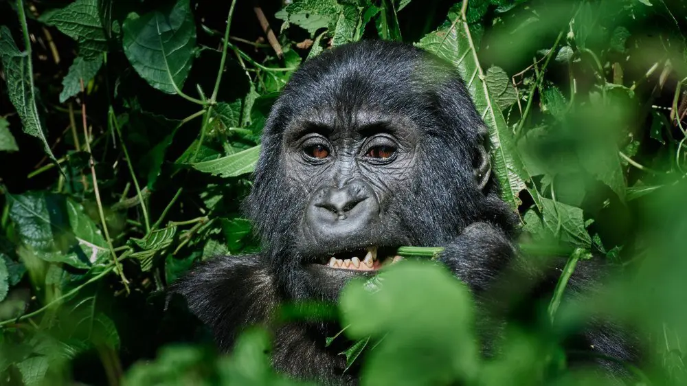 Gorilla, Bwindi Impenetrable Forest, Uganda.