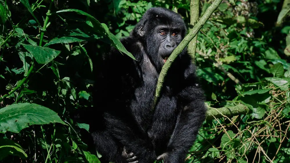 Gorilla, Bwindi Impenetrable Forest, Uganda.