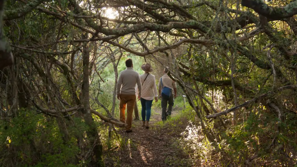 The Milkwood Forest, Grootbos Nature Reserve, South Africa