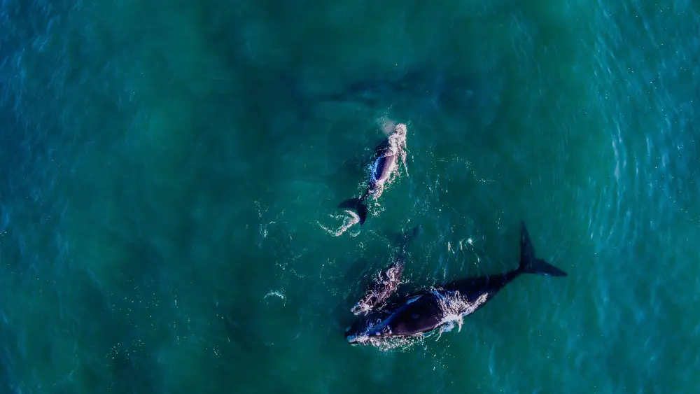 Southern Right Whales, South Africa