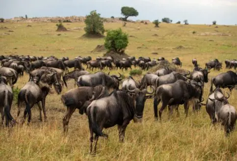 Herds of wildebeest during the Great Migration in the Serengeti National Park, Tanzania.