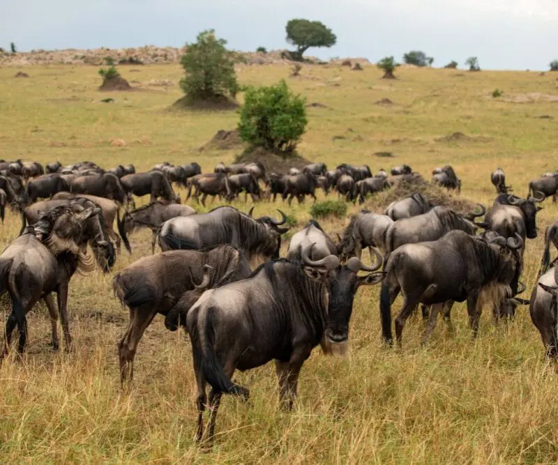 Herds of wildebeest during the Great Migration in the Serengeti National Park, Tanzania.