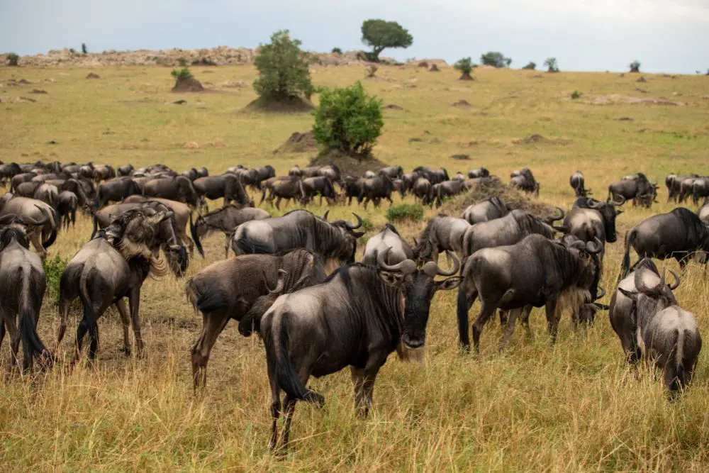 Herds of wildebeest during the Great Migration in the Serengeti National Park, Tanzania.