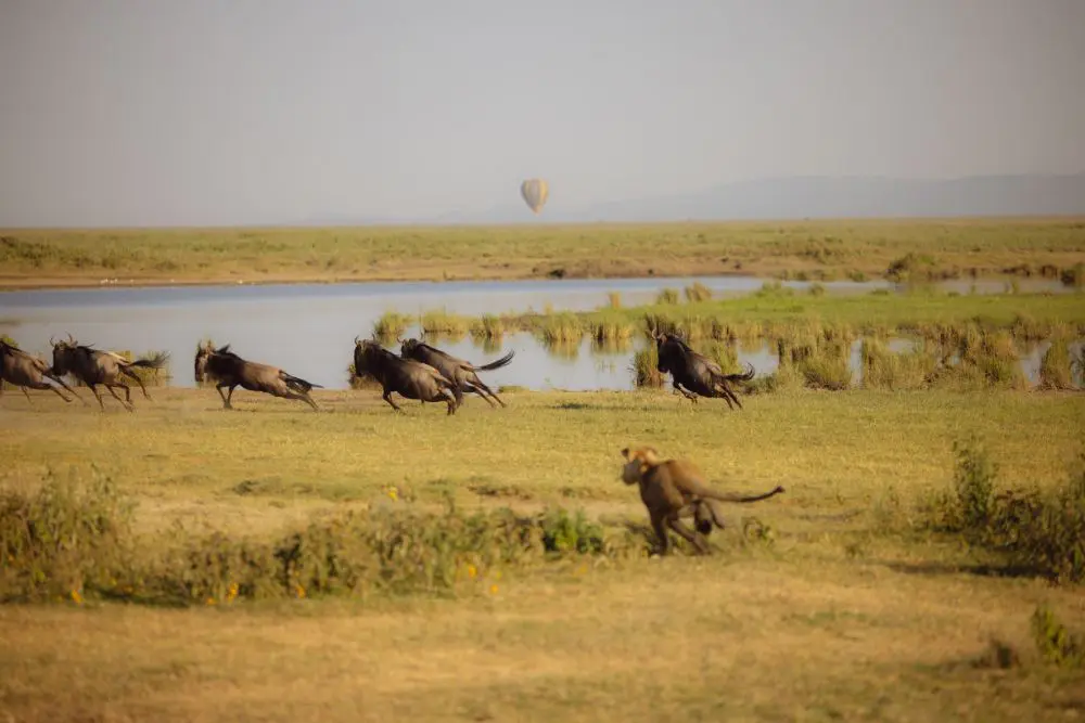 A lion hunting a small herd of wildebeest in the Serengeti National Park, Tanzania.