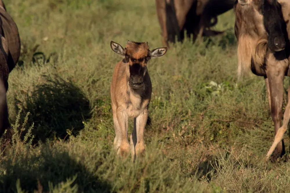 Wildebeest calf during the calving season in the Serengeti, Tanzania.