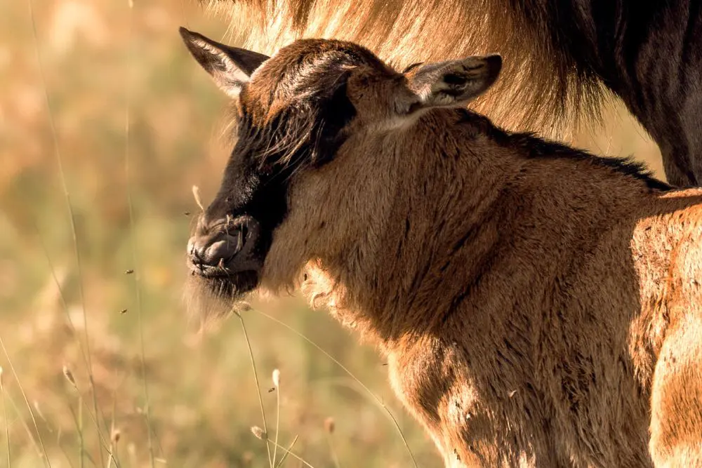 Wildebeest calf pictured in the Serengeti, Tanzania.