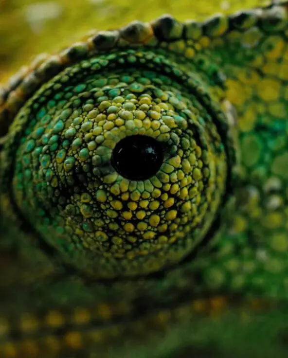 The eye of a green chameleon pictured in Bwindi Impenetrable Forest, Uganda