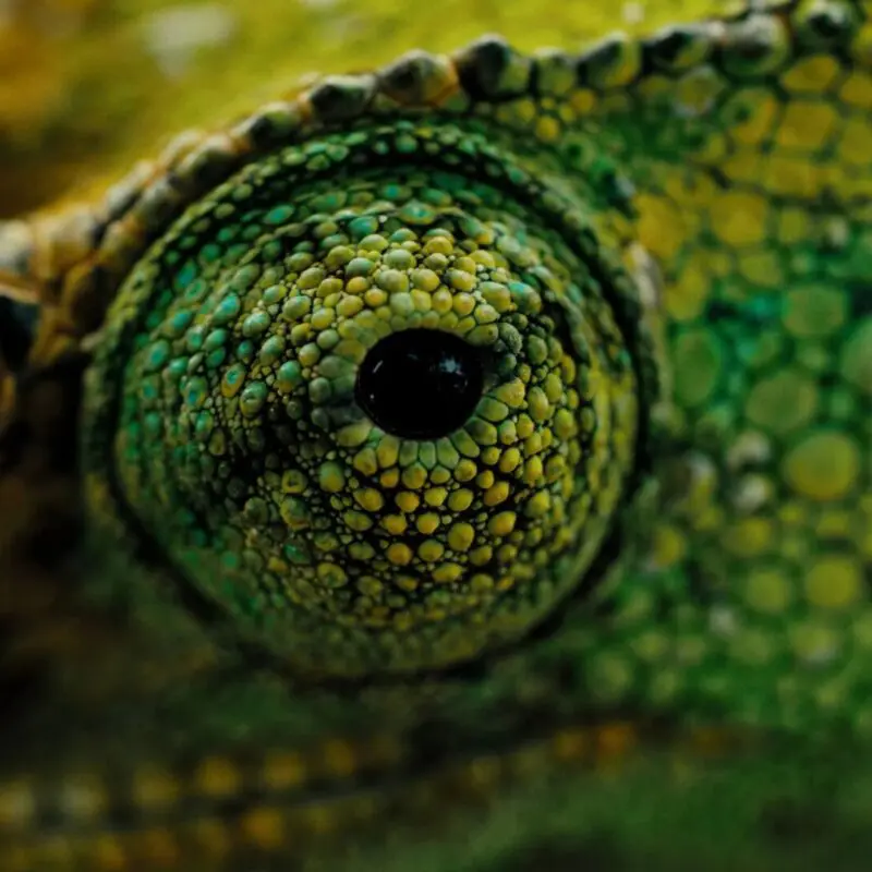 The eye of a green chameleon pictured in Bwindi Impenetrable Forest, Uganda