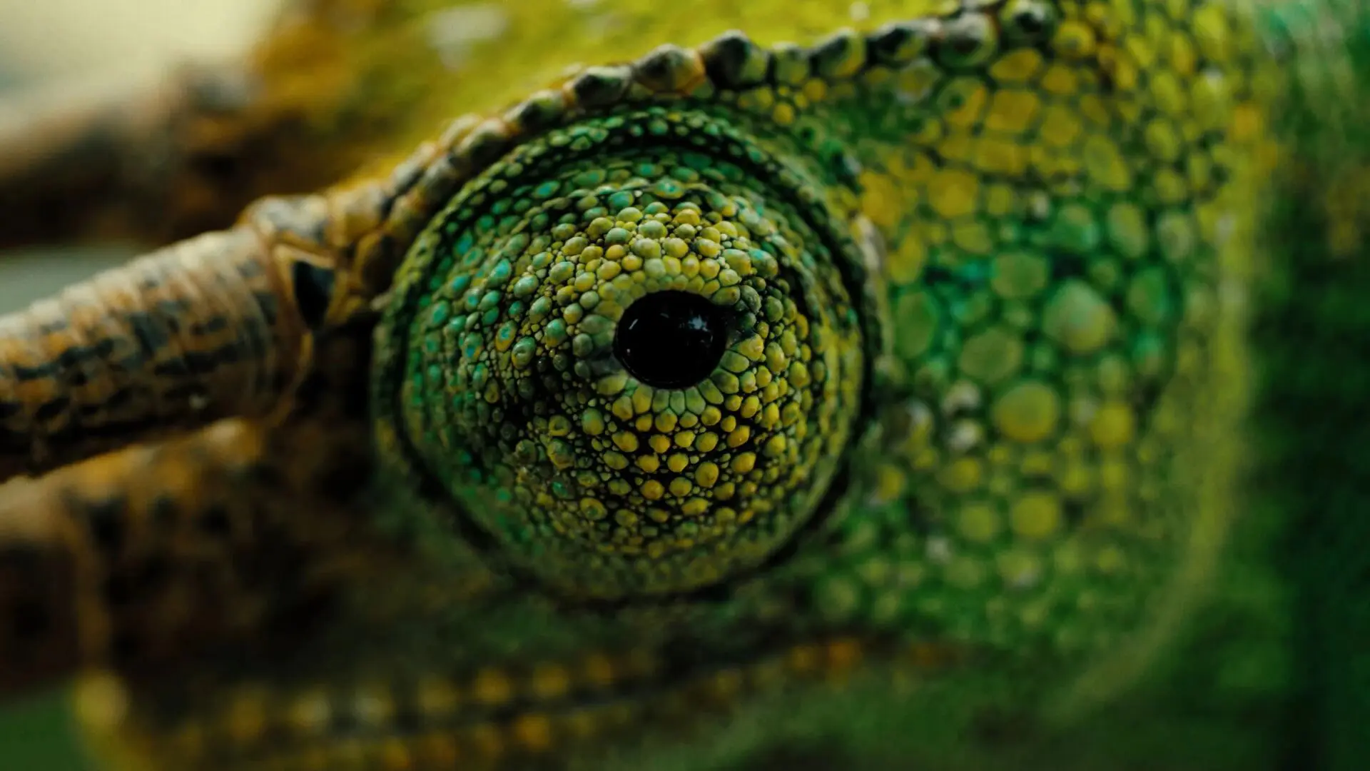 The eye of a green chameleon pictured in Bwindi Impenetrable Forest, Uganda