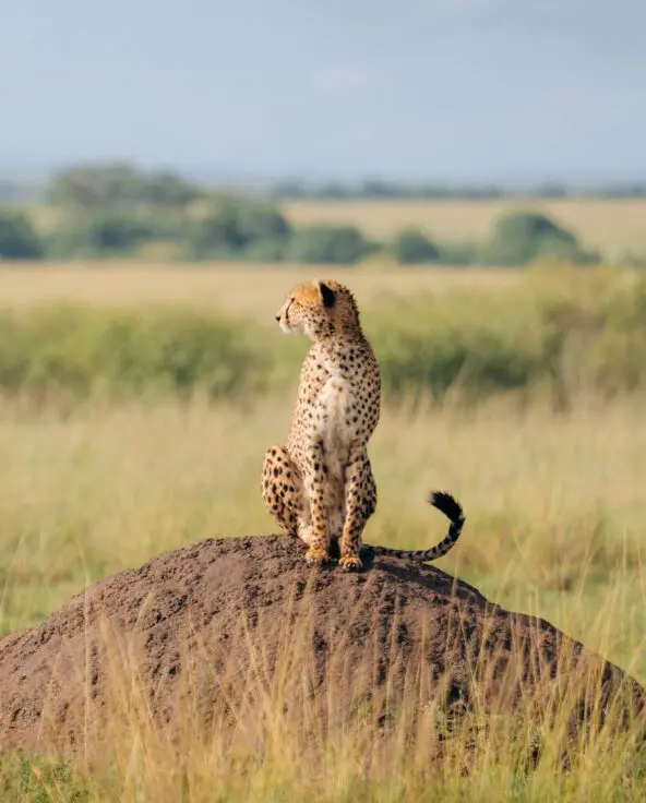 Cheetah Maasai Mara Emboo Camp Asilia Africa