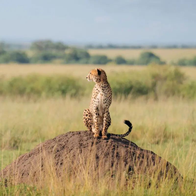 Cheetah Maasai Mara Emboo Camp Asilia Africa
