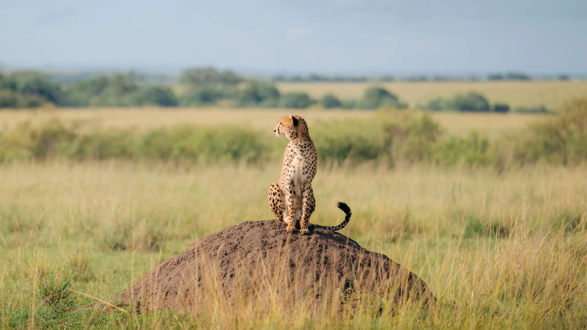 Cheetah-Maasai-Mara-Emboo-Camp-Asilia Africa