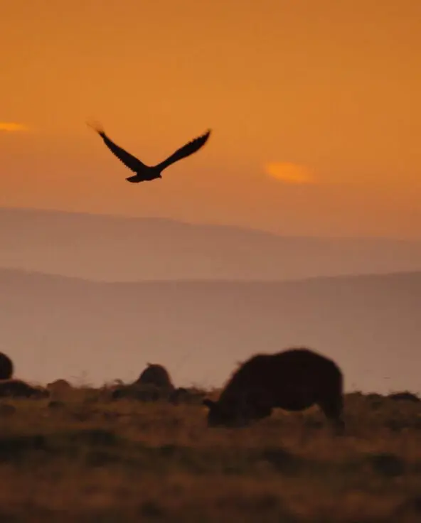 A bird in flight above a clan of Hyena on the plains of the Mara Naboisho Conservancy