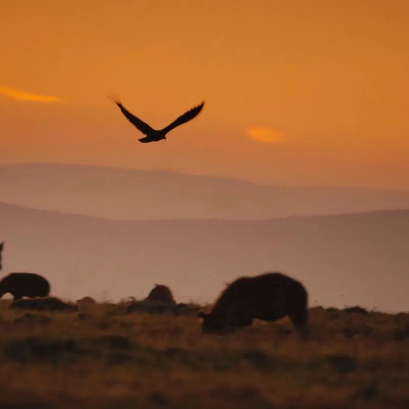 A bird in flight above a clan of Hyena on the plains of the Mara Naboisho Conservancy
