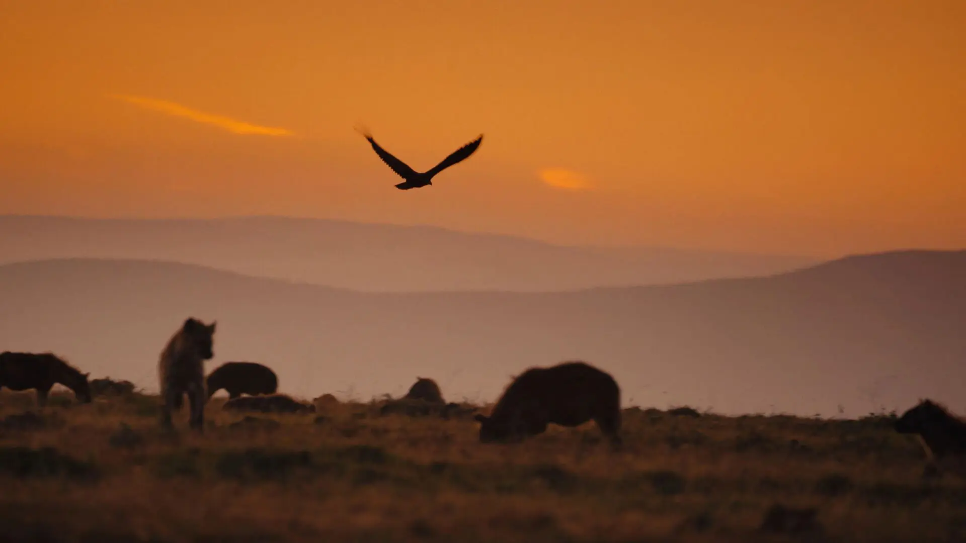 A bird in flight above a clan of Hyena on the plains of the Mara Naboisho Conservancy