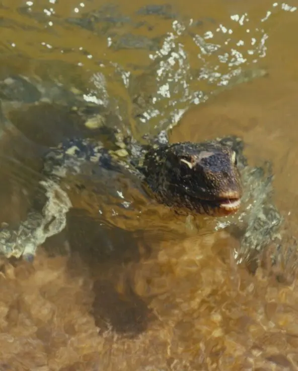 Infant crocodile swimming by the island shores at Rubondo Island Camp.