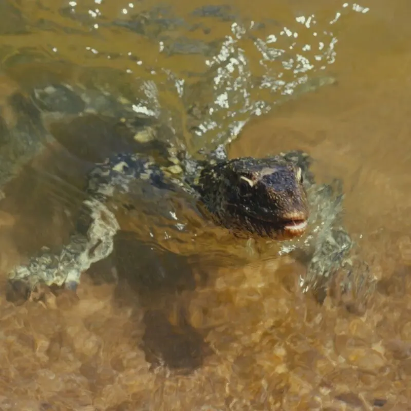 Infant crocodile swimming by the island shores at Rubondo Island Camp.