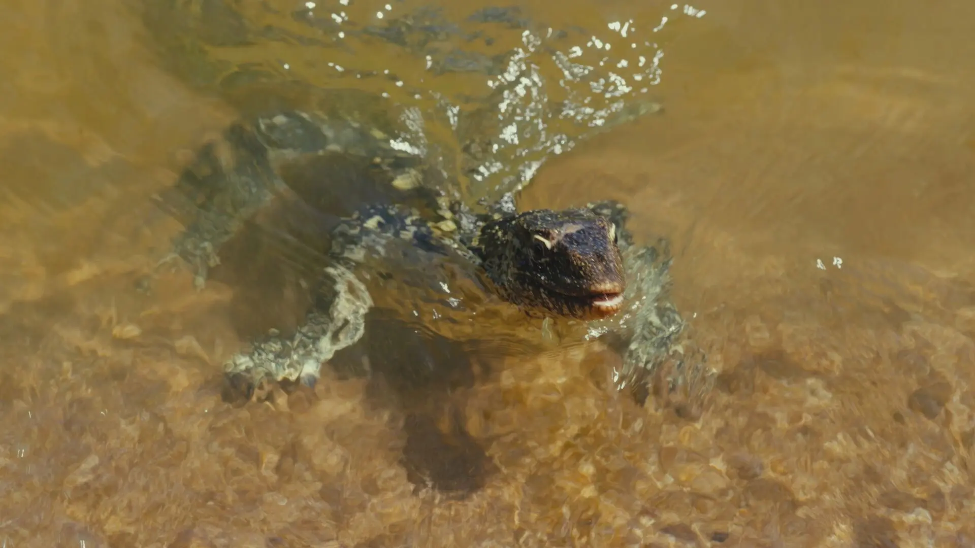 Infant crocodile swimming by the island shores at Rubondo Island Camp.