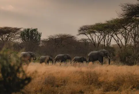 A herd of elephants in Ruaha National Park, Tanzania.