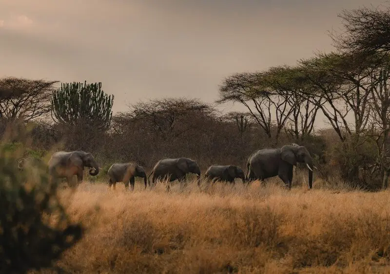 A herd of elephants in Ruaha National Park, Tanzania.
