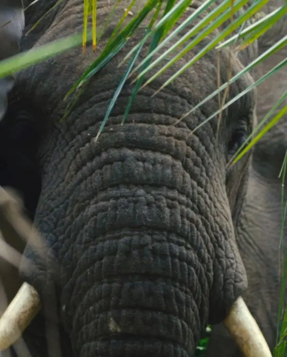 Elephant in the forest of Rubondo Island Camp, Tanzania.