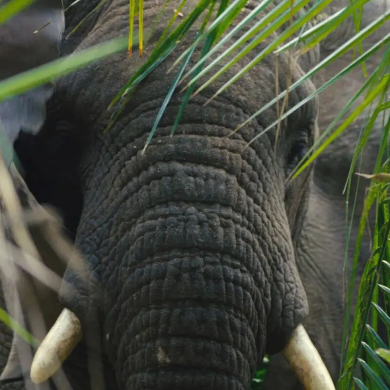Elephant in the forest of Rubondo Island Camp, Tanzania.