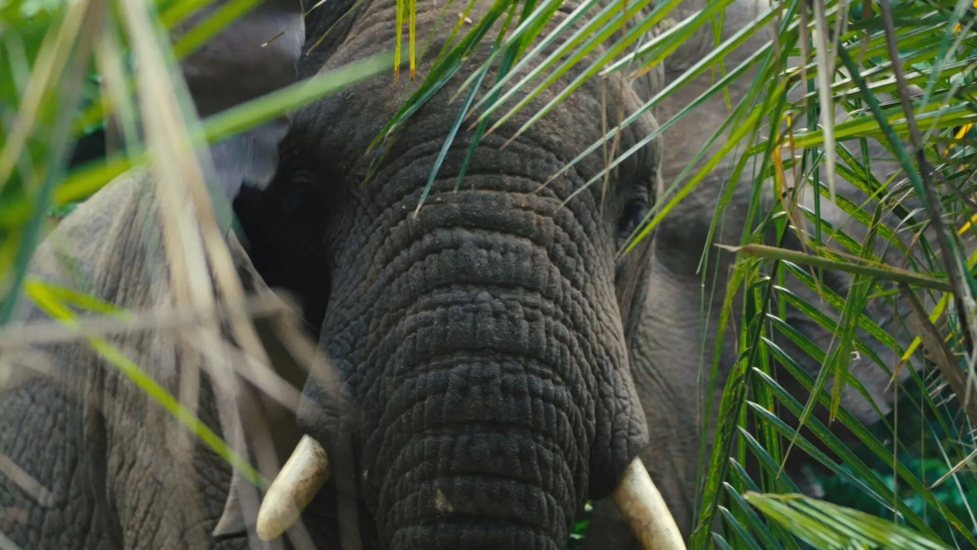 Elephant in the forest of Rubondo Island Camp, Tanzania.