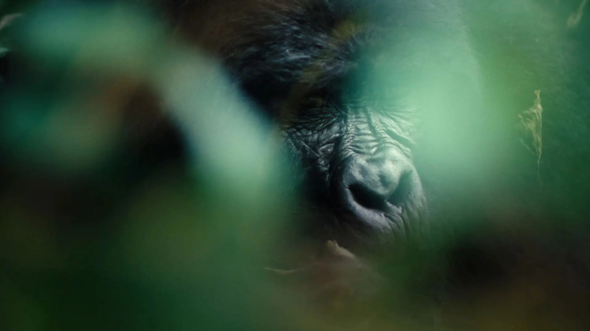 Gorilla staring into camera in Bwindi Impenetrable Forest. Uganda
