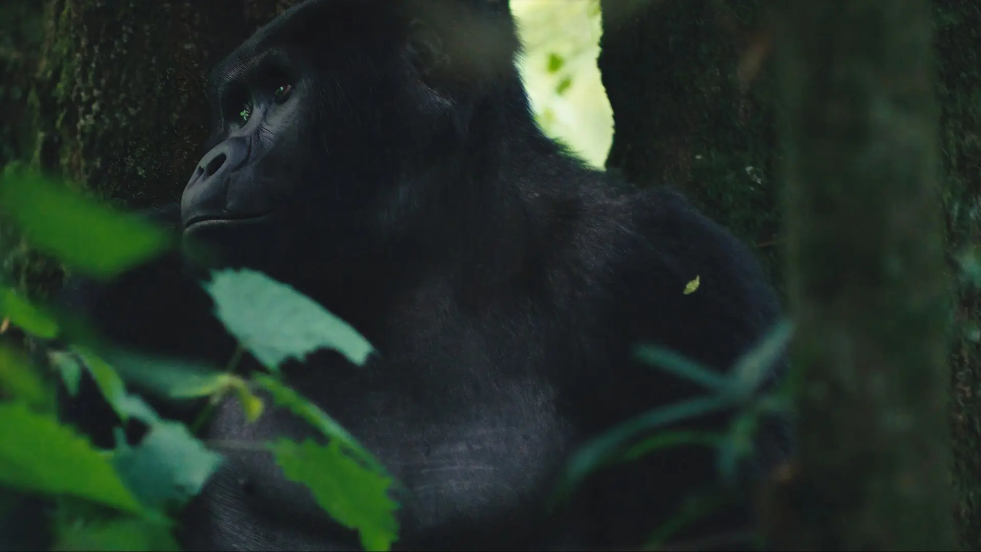 Gorilla resting by a tree in the Bwindi Forest, Uganda