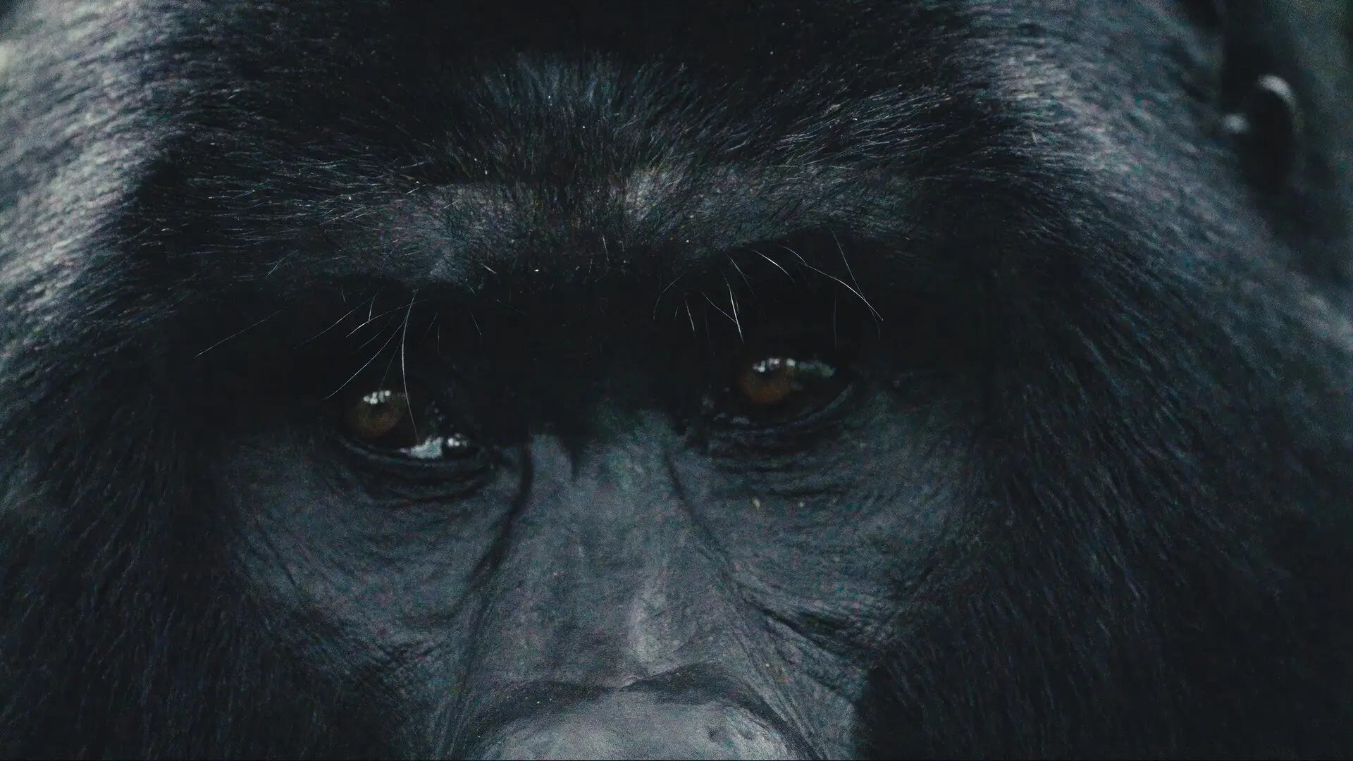 The face of a gorilla in Bwindi Impenetrable Forest