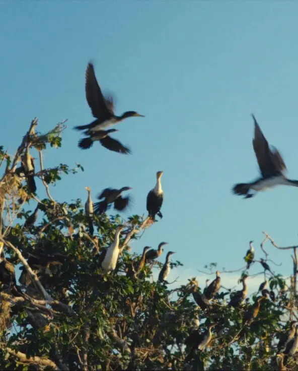 Waterfowl pictured in flight at Rubondo Island Camp, Tanzania
