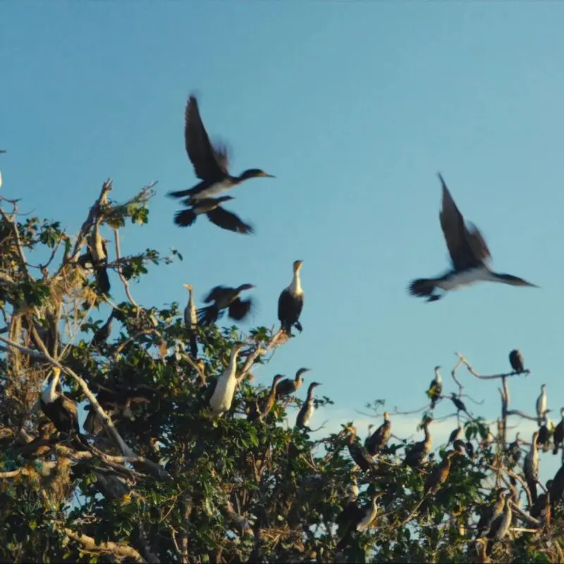 Waterfowl pictured in flight at Rubondo Island Camp, Tanzania