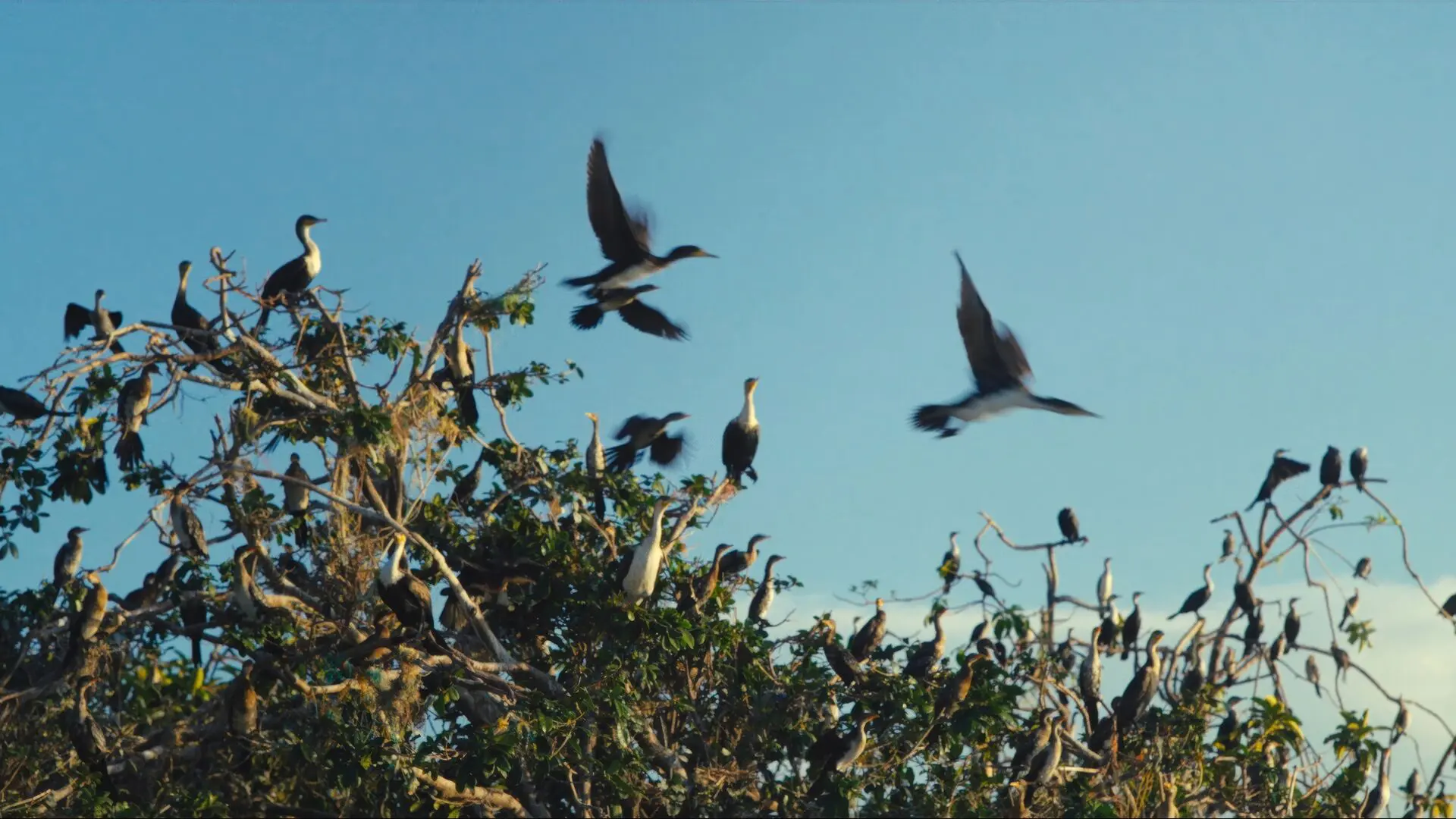 Waterfowl pictured in flight at Rubondo Island Camp, Tanzania