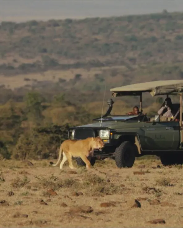 Lion sighting during a game drive experience at Naboisho Camp.