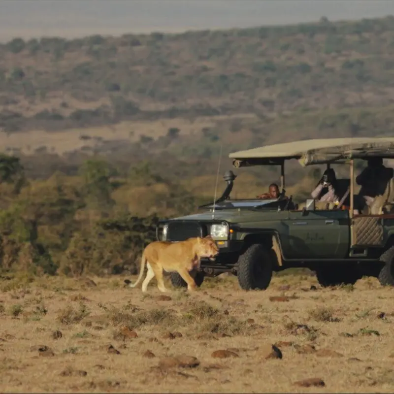 Lion sighting during a game drive experience at Naboisho Camp.