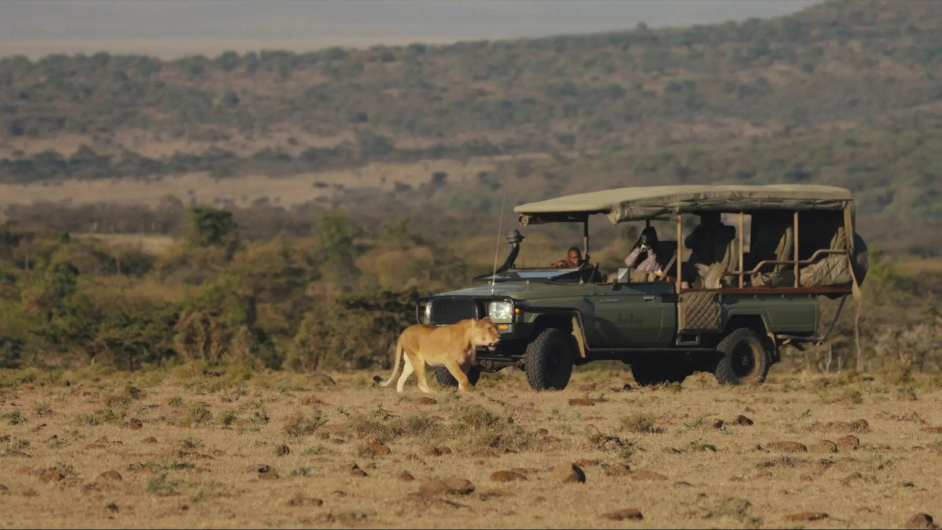 Lion sighting during a game drive experience at Naboisho Camp.