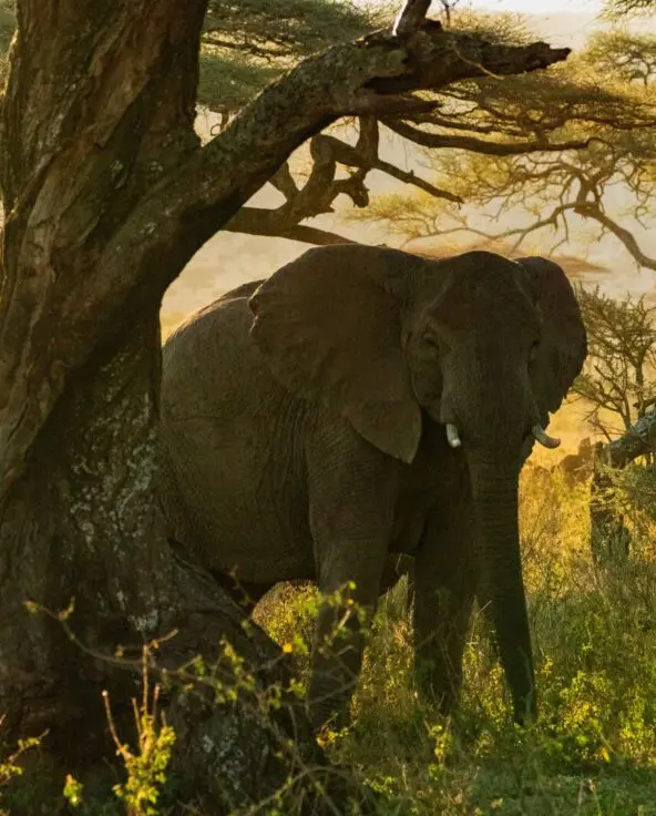 Elephant seen grazing through the plains of the Serengeti National Park, Tanzania.