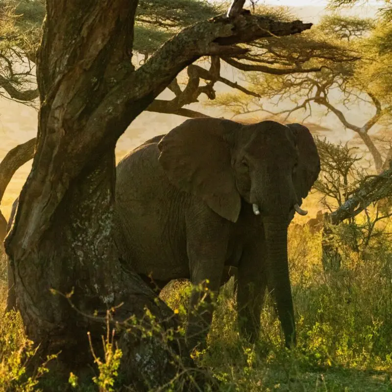 Elephant seen grazing through the plains of the Serengeti National Park, Tanzania.