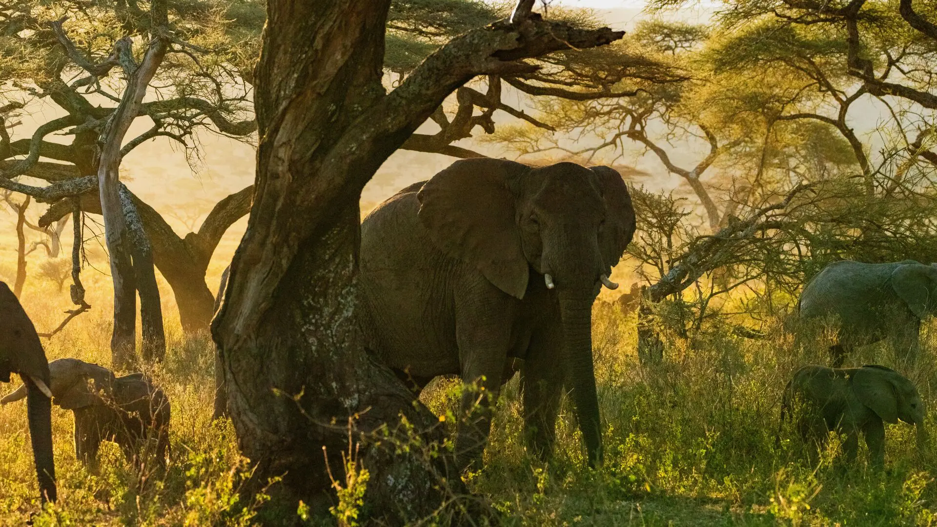 Elephant seen grazing through the plains of the Serengeti National Park, Tanzania.