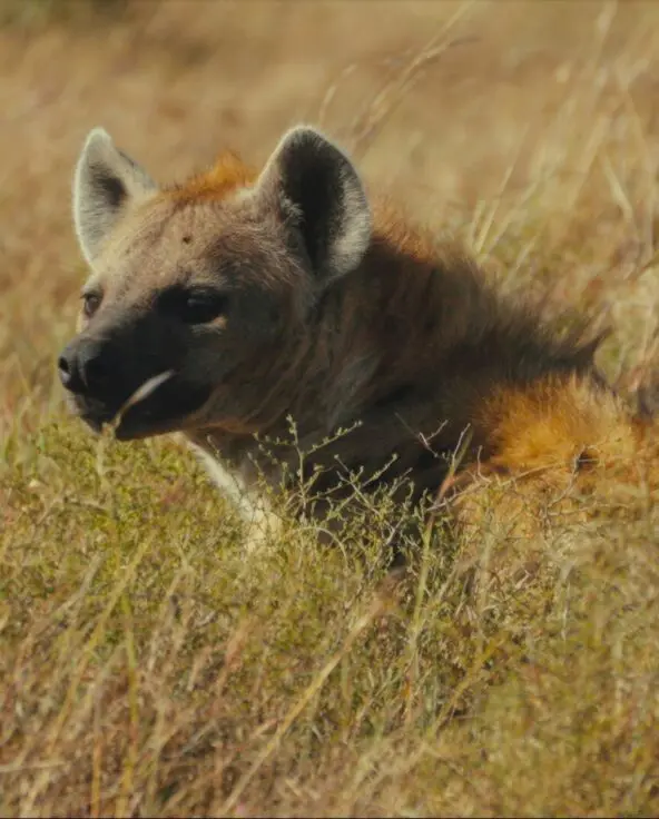 Hyena resting in the long grass of the Mara Naboisho Conservancy.