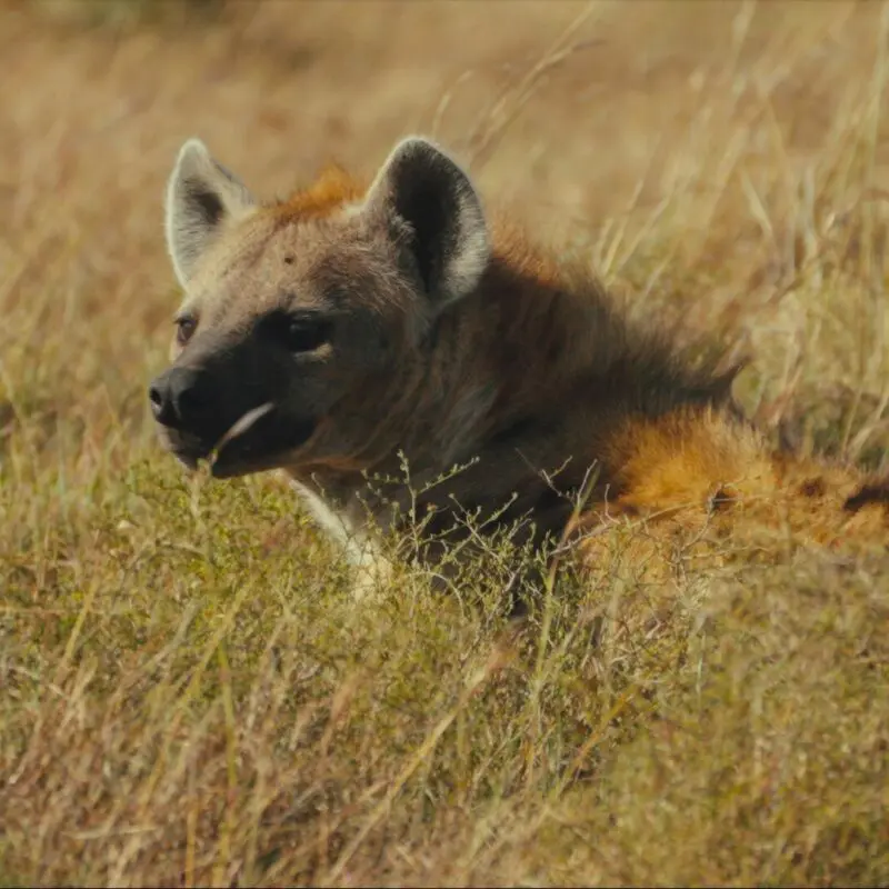 Hyena resting in the long grass of the Mara Naboisho Conservancy.