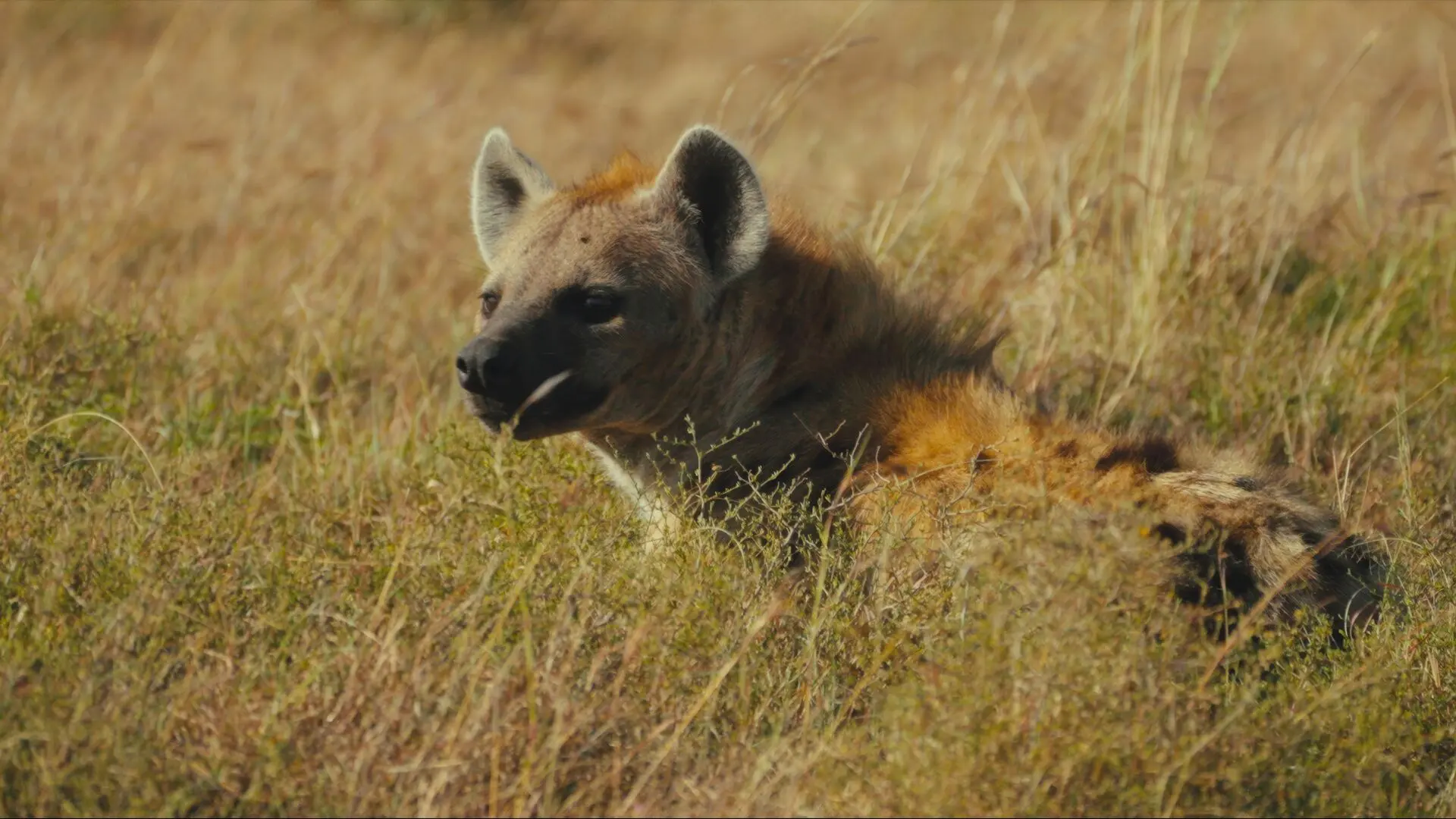 Hyena resting in the long grass of the Mara Naboisho Conservancy.