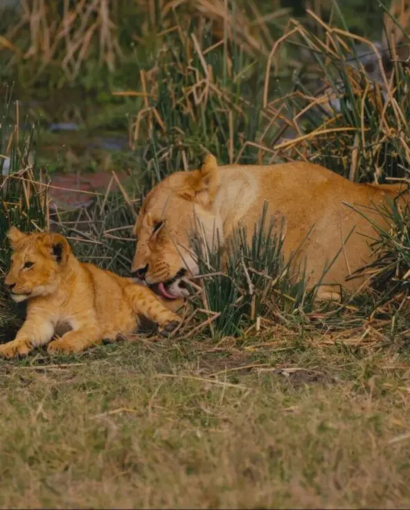 Lioness cleaning her cub in the Ngorongoro Conservation Area, Tanzania.