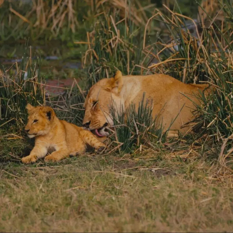 Lioness cleaning her cub in the Ngorongoro Conservation Area, Tanzania.