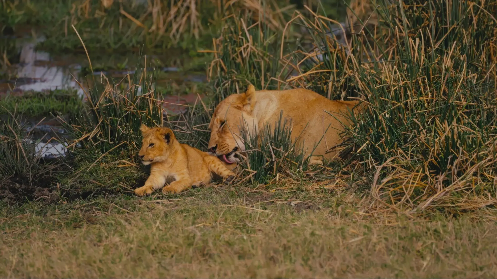 Lioness cleaning her cub in the Ngorongoro Conservation Area, Tanzania.