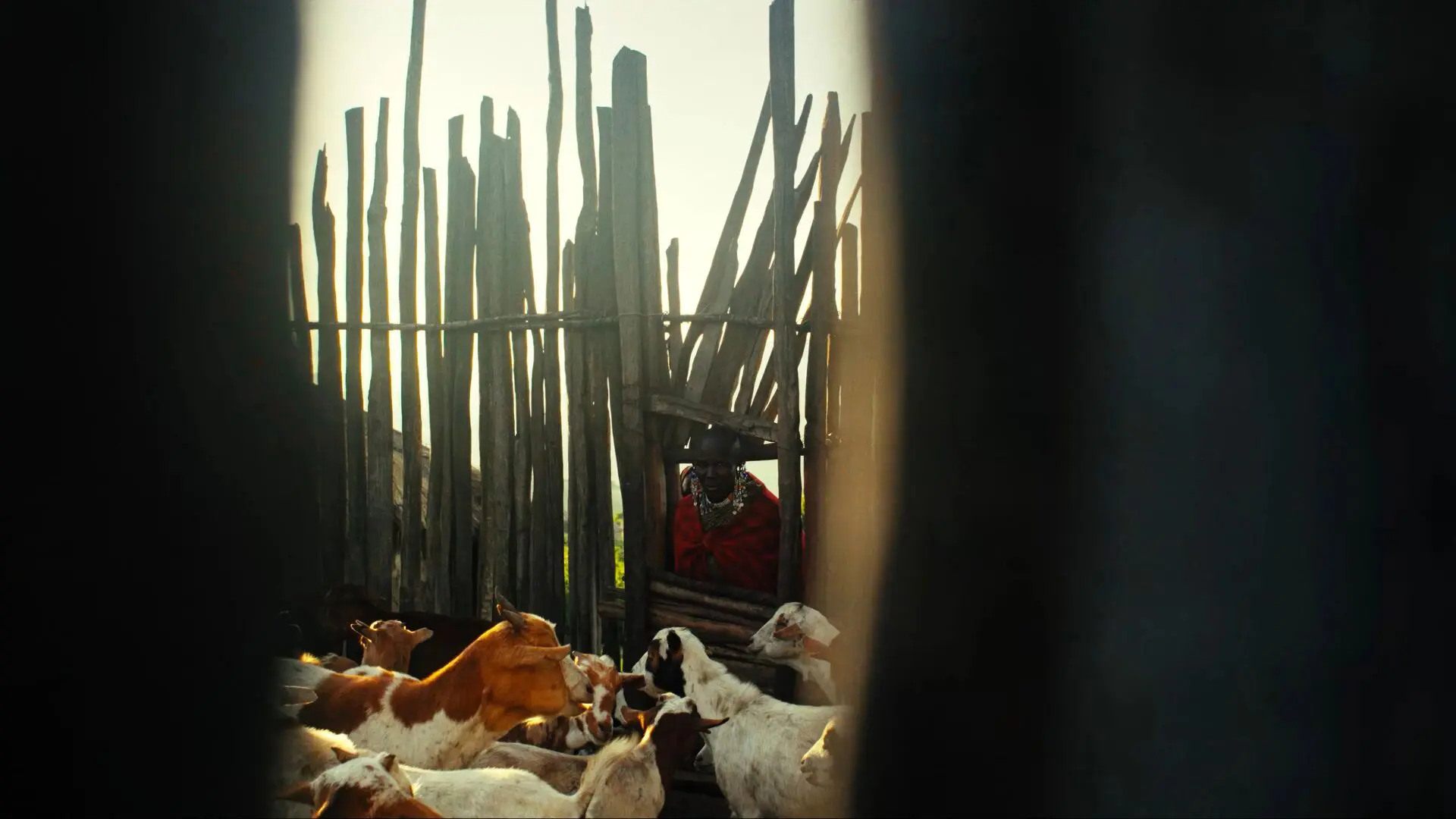 Maasai farmer taking care of their livestock at their village near The Highlands camp, Tanzania