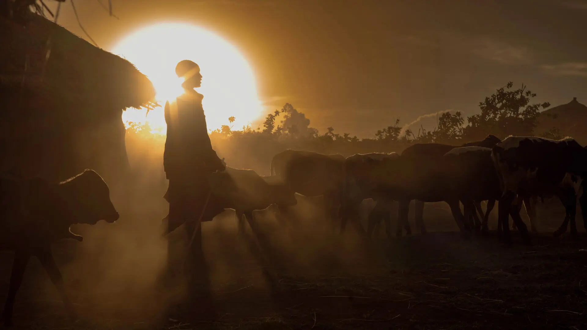 Maasai farmer in early morning light herding his livestock, Ngorongoro Conservation Area, Tanzania