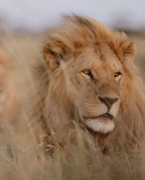 Two male lion serengeti national park tanzania namiri plains Asilia Africa