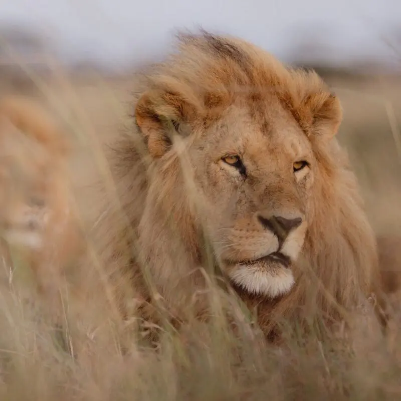 Two male lion serengeti national park tanzania namiri plains Asilia Africa