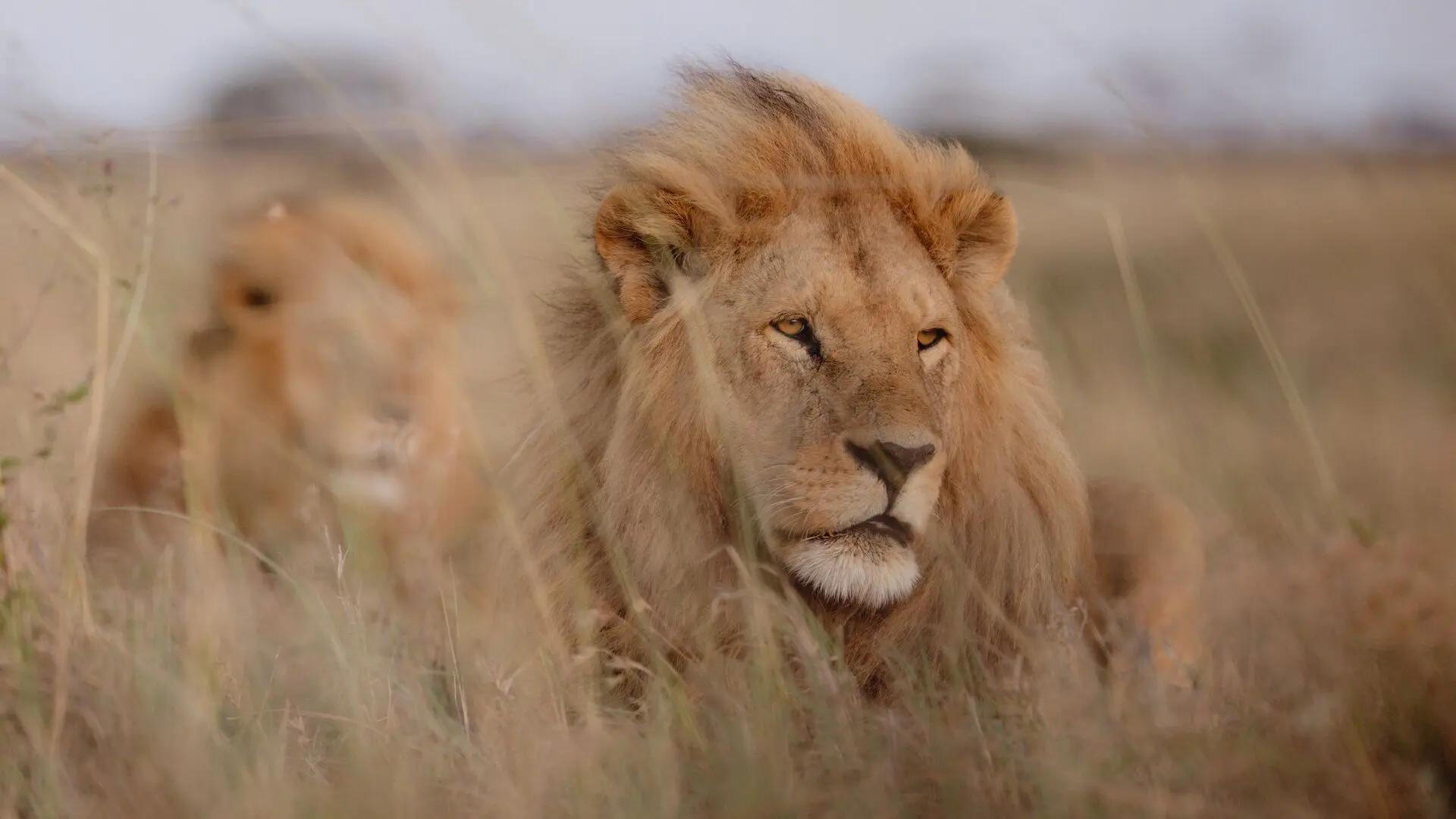 Two-male-lion-serengeti-national-park-tanzania-namiri-plains-Asilia Africa